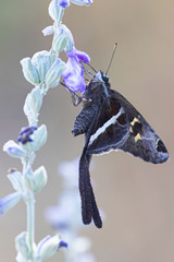 Chioides albofasciatus