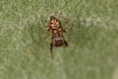Zygoballus rufipes