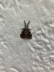 Dasychira vagans