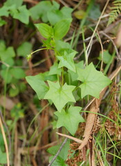 Delairea odorata