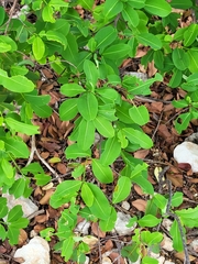 Erythroxylum areolatum