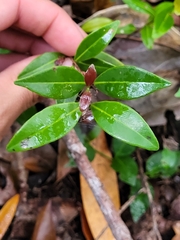 Myrcia citrifolia