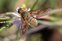 Poecilanthrax arethusa