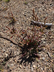 Rumex salicifolius