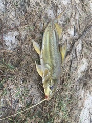 Pimelodus maculatus