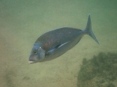 Nemadactylus douglasii