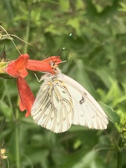 Tatochila