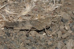 Trimerotropis occidentalis