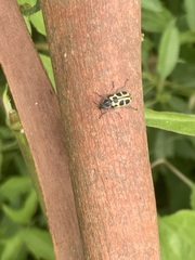 Astylus atromaculatus
