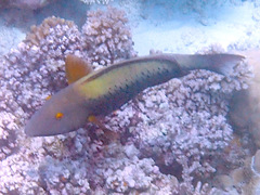 Cetoscarus ocellatus