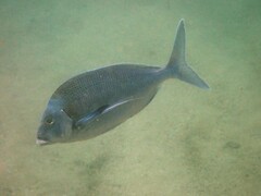 Nemadactylus douglasii