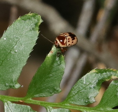 Cryptocephalus mutabilis