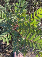 Rhus copallinum