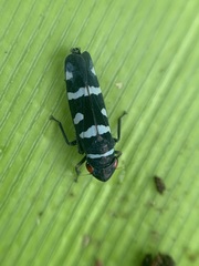 Balacha melanocephala