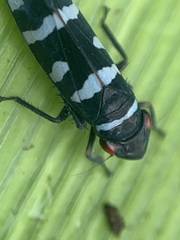 Balacha melanocephala