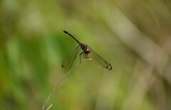 Dythemis nigrescens