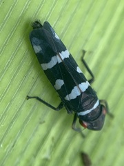 Balacha melanocephala