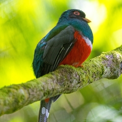 Trogon personatus