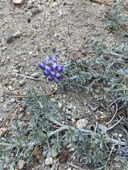 Lupinus breweri