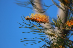 Grevillea pteridifolia
