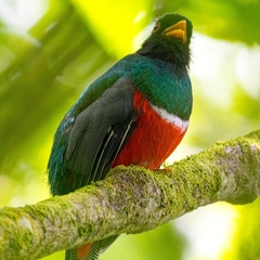 Trogon personatus