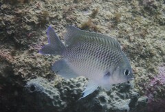 Mecaenichthys immaculatus