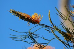 Grevillea pteridifolia