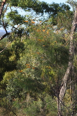 Grevillea pteridifolia