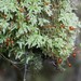 Philonotis scabrifolia - Photo (c) Mike Lusk, osa oikeuksista pidätetään (CC BY-NC), lähettänyt Mike Lusk