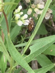 Tachininae