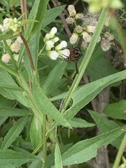 Tachininae