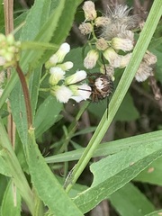 Tachininae