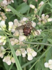 Tachininae