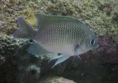 Mecaenichthys immaculatus