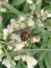 Tachininae
