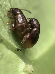 Trachytetra rugulosa