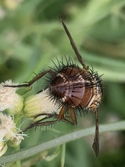 Tachininae