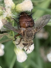 Tachininae