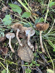 Cyclocybe