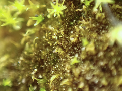 Ephemerum spinulosum