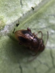 Trachytetra rugulosa