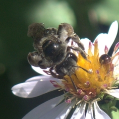 Callandrena