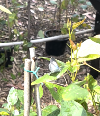 Eirmocides absimilis