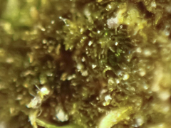 Ephemerum spinulosum