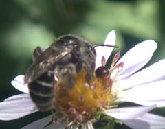 Callandrena