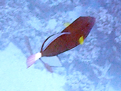 Melichthys vidua