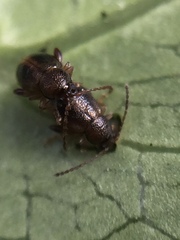Trachytetra rugulosa