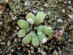 Riccia frostii