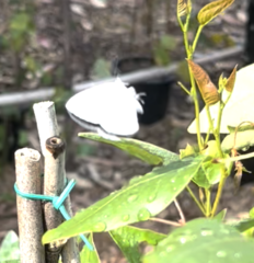 Eirmocides absimilis