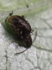Trachytetra rugulosa